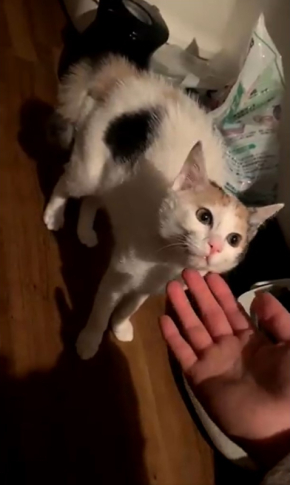 三毛猫ろくさん