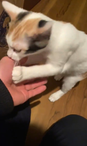 三毛猫ろくさん