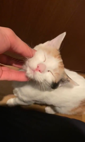 三毛猫ろくさん