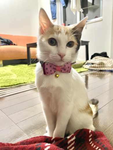 三毛猫ろくさん