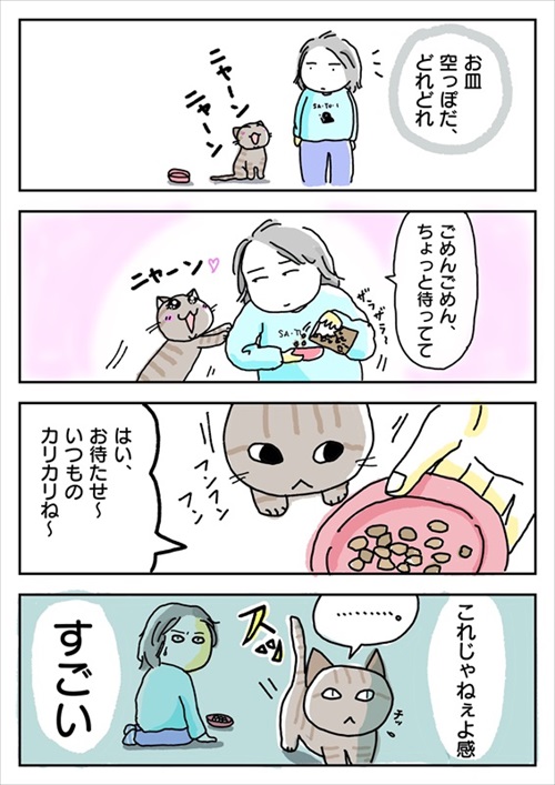 これじゃねえよ感がすごい猫ちゃん