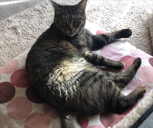 これじゃねえよ感がすごい猫ちゃん