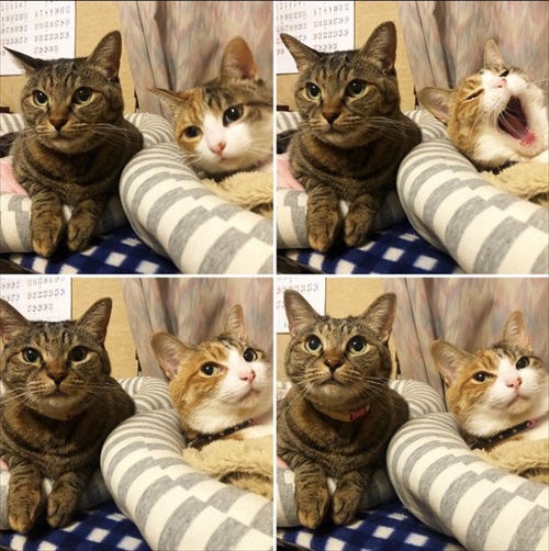 これじゃねえよ感がすごい猫ちゃん