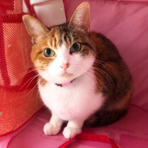 これじゃねえよ感がすごい猫ちゃん
