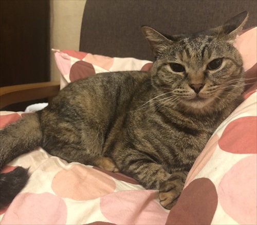 これじゃねえよ感がすごい猫ちゃん