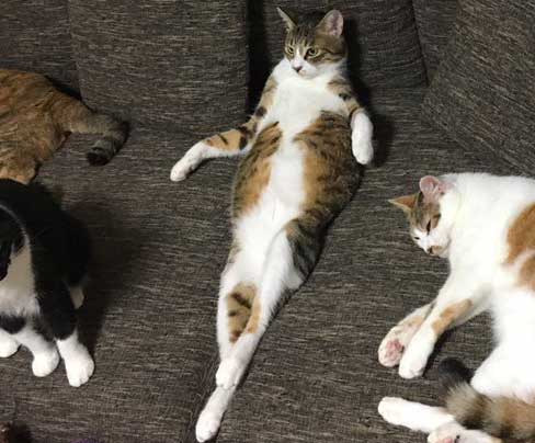 猫だと自覚していない ねこ ソファ 座り方 堂々 王