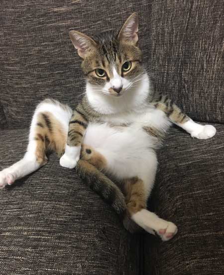 猫だと自覚していない ねこ ソファ 座り方 堂々 王