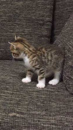 猫だと自覚していない ねこ ソファ 座り方 堂々 王