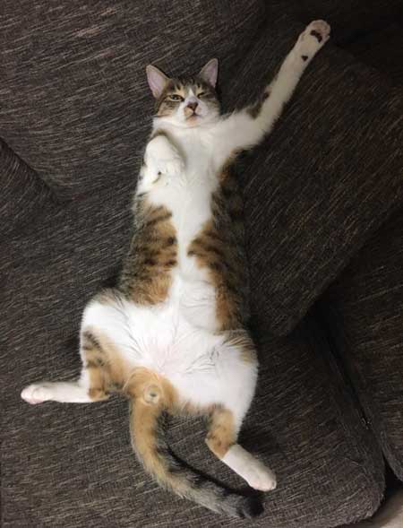 猫だと自覚していない ねこ ソファ 座り方 堂々 王