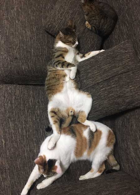 猫だと自覚していない ねこ ソファ 座り方 堂々 王