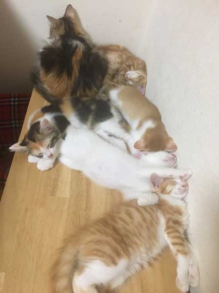 猫だと自覚していない ねこ ソファ 座り方 堂々 王