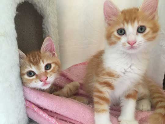 猫だと自覚していない ねこ ソファ 座り方 堂々 王