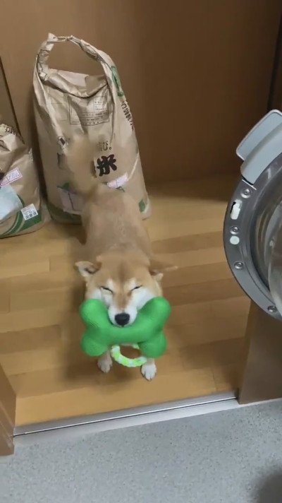 遊んで欲しいすずちゃん