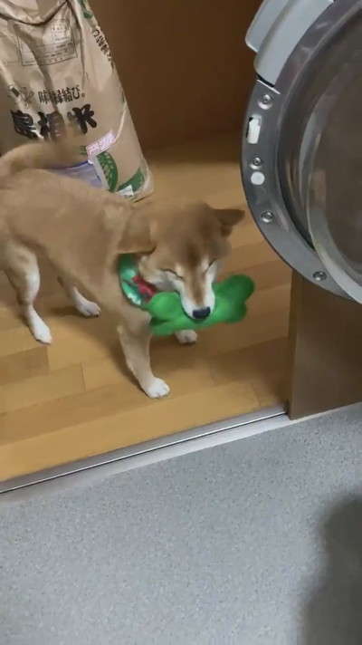 遊んで欲しいすずちゃん