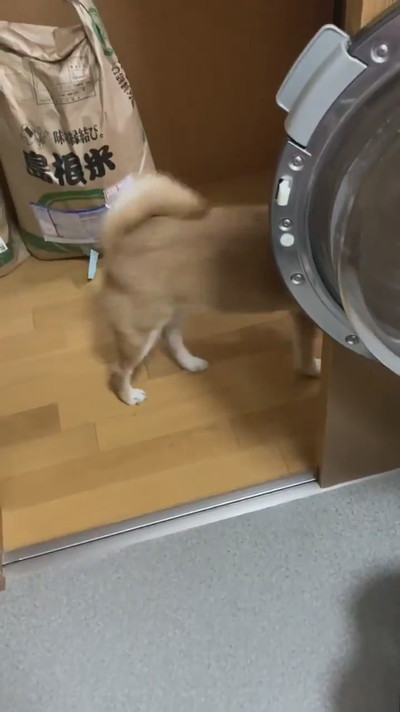 遊んで欲しいすずちゃん