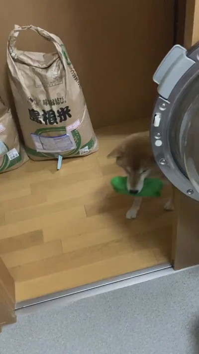 遊んで欲しいすずちゃん