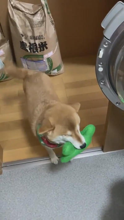 遊んで欲しいすずちゃん