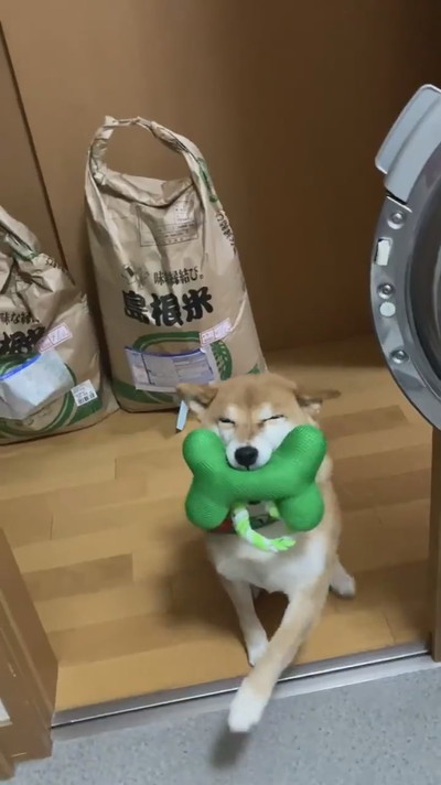 遊んで欲しいすずちゃん