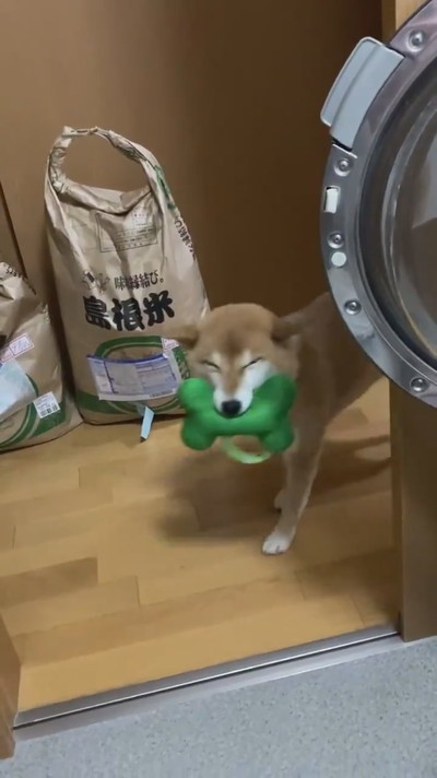 遊んで欲しいすずちゃん