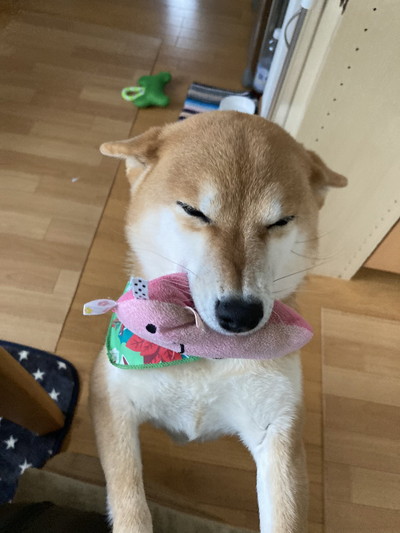 いろんなすずちゃん