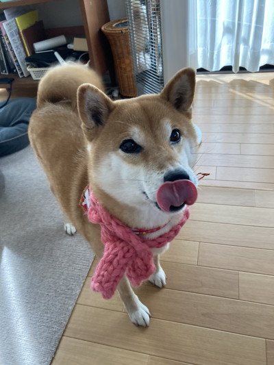 いろんなすずちゃん