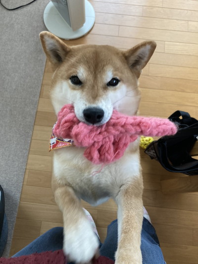 いろんなすずちゃん