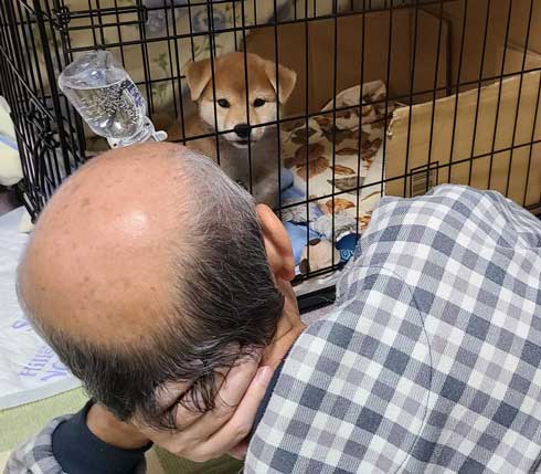 柴犬 飼って 3日 駄目になった 父 かわいい 骨抜き 子犬