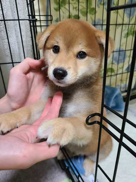 柴犬 飼って 3日 駄目になった 父 かわいい 骨抜き 子犬