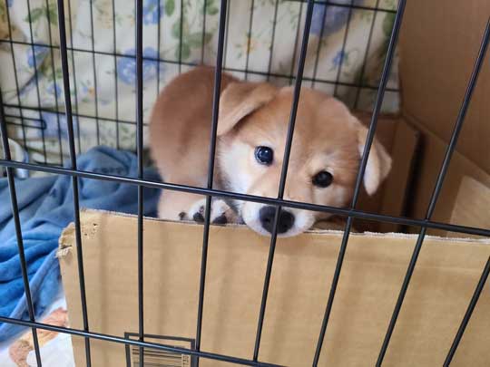 柴犬 飼って 3日 駄目になった 父 かわいい 骨抜き 子犬