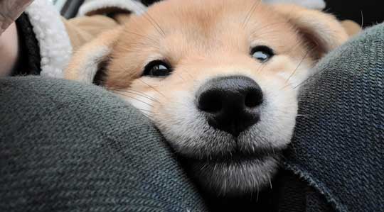 柴犬 飼って 3日 駄目になった 父 かわいい 骨抜き 子犬