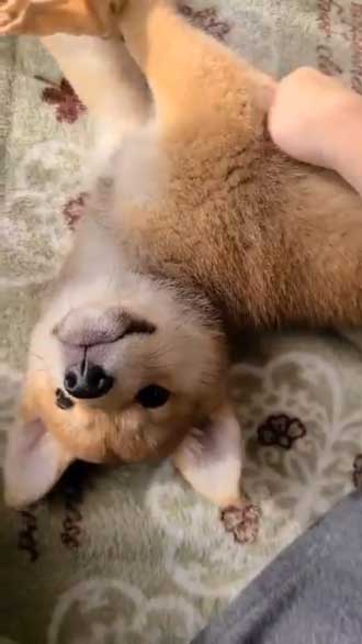 柴犬 飼って 3日 駄目になった 父 かわいい 骨抜き 子犬