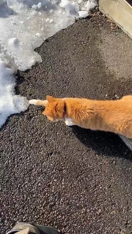 猫 雪にビビる ちゃちゃ様