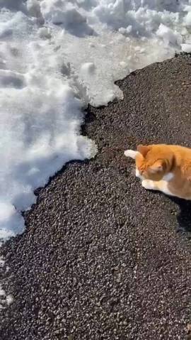 猫 雪にビビる ちゃちゃ様