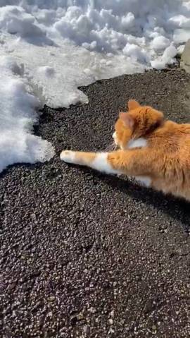 猫 雪にビビる ちゃちゃ様