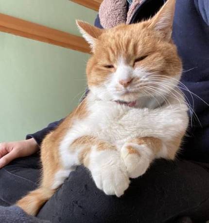 猫 雪にビビる ちゃちゃ様