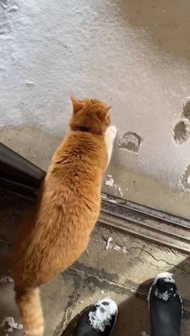 猫 雪にビビる ちゃちゃ様