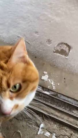 猫 雪にビビる ちゃちゃ様