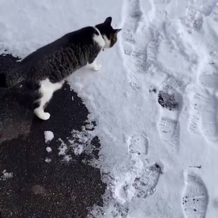猫 雪にビビる ちゃちゃ様 しゅうちゃん