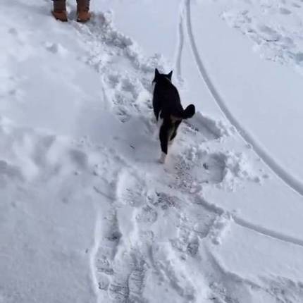 猫 雪にビビる ちゃちゃ様 しゅうちゃん