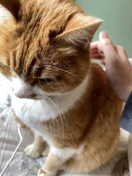 猫 雪にビビる ちゃちゃ様