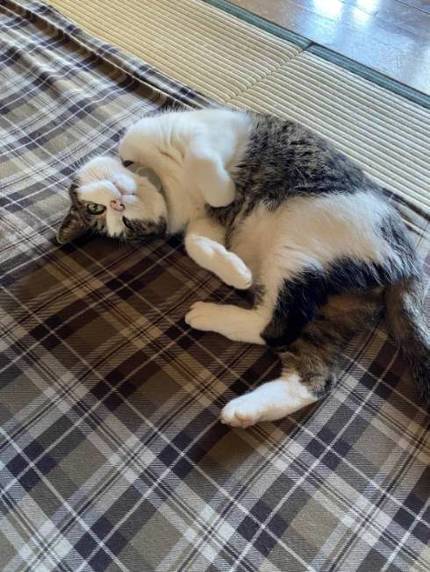 猫 雪にビビる ちゃちゃ様 しゅうちゃん