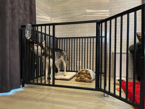 犬のケージでくつろぐリクガメ