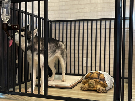 犬のケージでくつろぐリクガメ