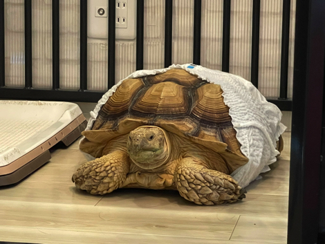 犬のケージでくつろぐリクガメ