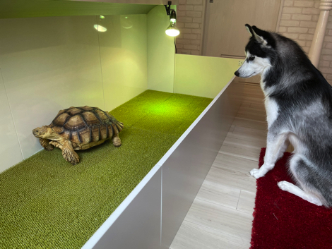 犬のケージでくつろぐリクガメ