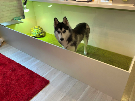 犬のケージでくつろぐリクガメ