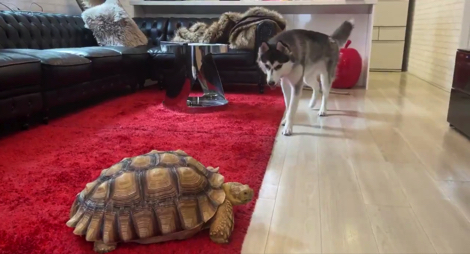 犬のケージでくつろぐリクガメ