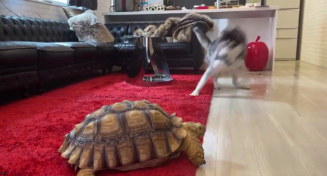 犬のケージでくつろぐリクガメ