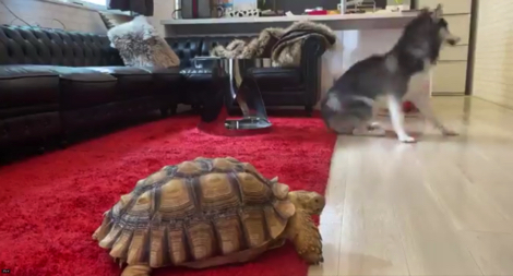 犬のケージでくつろぐリクガメ
