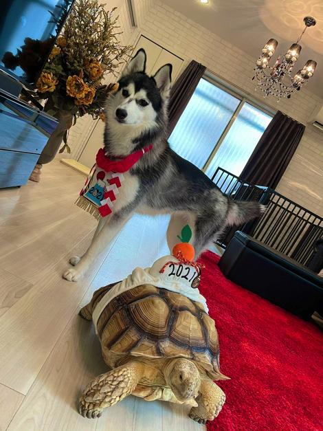 犬のケージでくつろぐリクガメ